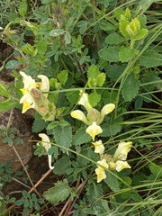 Scutellaria caucasica