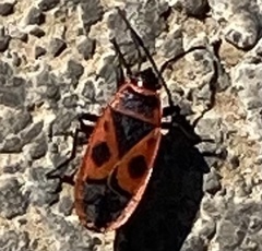 Pyrrhocoris apterus