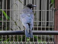 Corvus corone