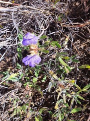 Blepharis subvolubilis