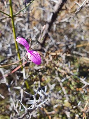 Dicliptera fruticosa