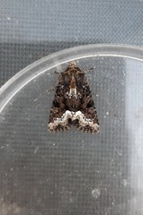 Oligia strigilis