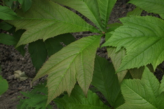 Rodgersia podophylla