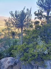 Euphorbia sekukuniensis