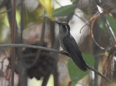 Lampornis amethystinus