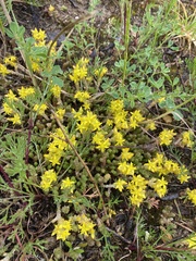 Sedum acre