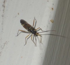 Cyllecoris histrionius