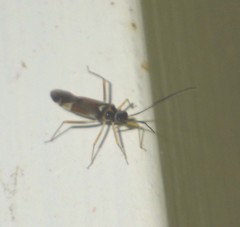 Cyllecoris histrionius