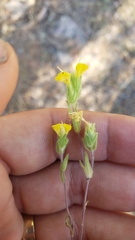 Castilleja lacera