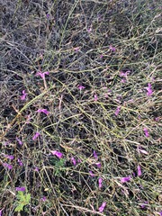 Dicliptera fruticosa