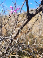 Dicliptera fruticosa