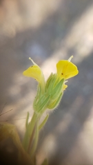 Castilleja lacera