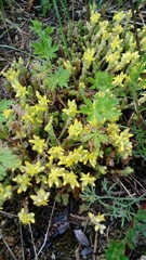 Sedum acre