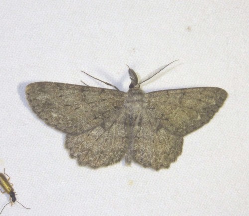 Pale Oak Beauty photo 3