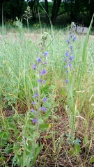Echium vulgare