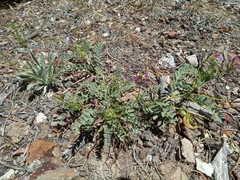 Astragalus iodanthus