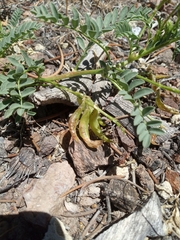 Astragalus iodanthus
