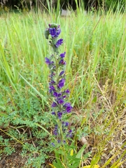 Echium vulgare