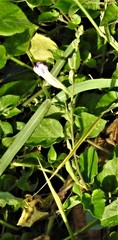 Asystasia gangetica
