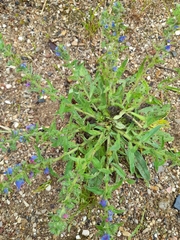 Echium vulgare
