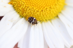 Anthrenus angustefasciatus