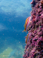 Parupeneus biaculeatus