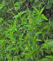 Croton bonplandianus