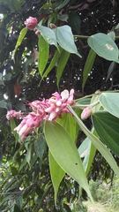 Cavendishia pubescens