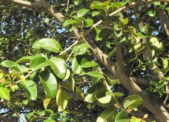 Ficus drupacea