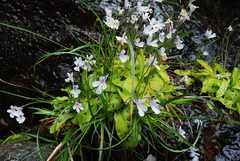 Pinguicula corsica