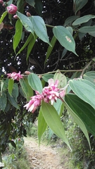 Cavendishia pubescens