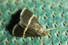 Pyrausta rectefascialis