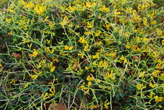 Anthyllis hermanniae corsica