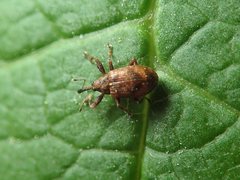 Anthonomus humeralis