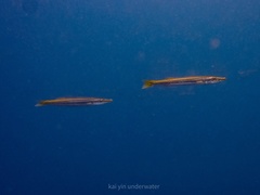 Sphyraena flavicauda