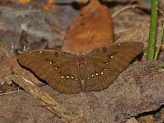 Bassarona dunya