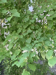 Tilia cordata