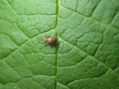 Anthonomus humeralis