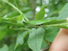 Anthonomus humeralis