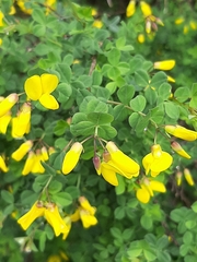 Cytisophyllum sessilifolium
