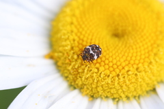 Anthrenus angustefasciatus