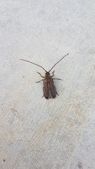 Prionoplus reticularis