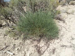 Astragalus lonchocarpus