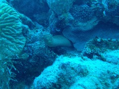 Gymnothorax miliaris