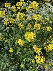 Bunias orientalis