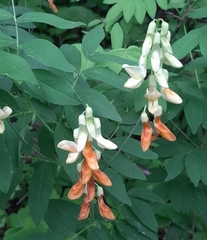 Lathyrus laevigatus occidentalis