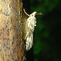 Hypena tristalis
