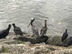 Pelecanus occidentalis