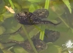 Bufo bufo
