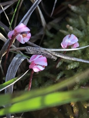 Neofaculta ericetella